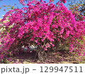 Huge pink bougainvillea vine flowers 129947511