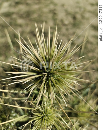 Picture of Echinops spiny ball 129947513