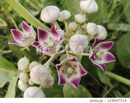 Calotropis gigantea flowers in bloom 129947514