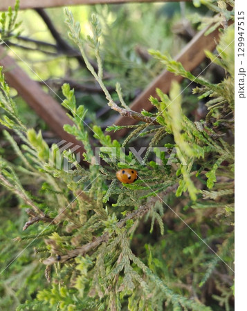 Bright red ladybug on leaf. 129947515