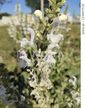 blooming Salvia with purple flowers 129947516
