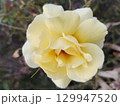 Bright yellow rose in bloom 129947520