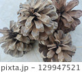Dry brown pine cone picture 129947521