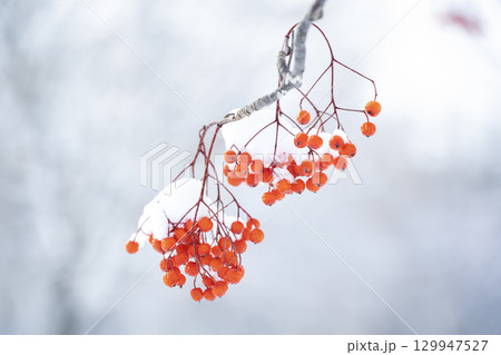 ナナカマド　真駒内公園　札幌市 129947527