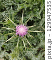 milk thistle plant pink flower 129947535