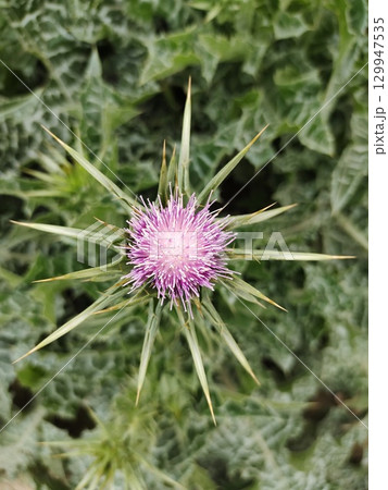 milk thistle plant pink flower milk thistle plant pink flower 129947535