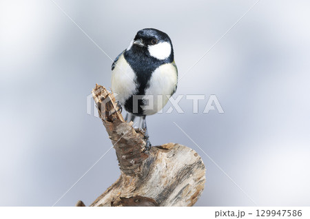 シジュウカラ　札幌市 129947586