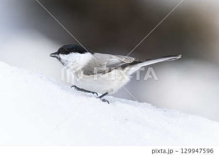 ハシブトガラ　札幌市 129947596