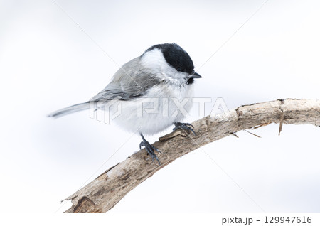 ハシブトガラ　札幌市 129947616