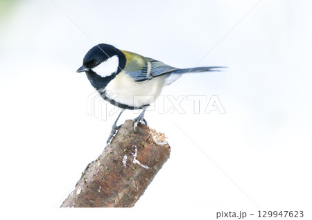 シジュウカラ　札幌市 129947623