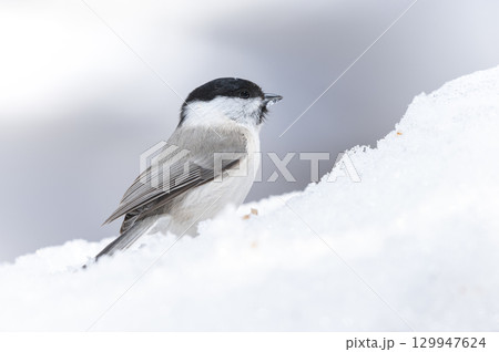 ハシブトガラ 札幌市 ハシブトガラ 札幌市 129947624