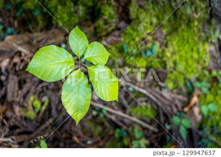 山の中の美しい木の葉 129947637