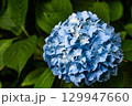 青い紫陽花 129947660