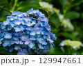 青い紫陽花 129947661