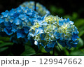 青い紫陽花 129947662