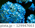 青い紫陽花 129947663