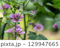 背の高いピンクの花 129947665