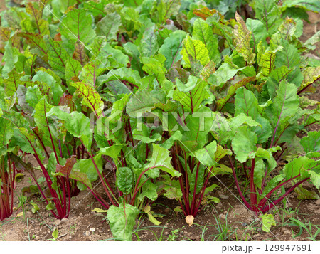 ビーツの栽培 129947691