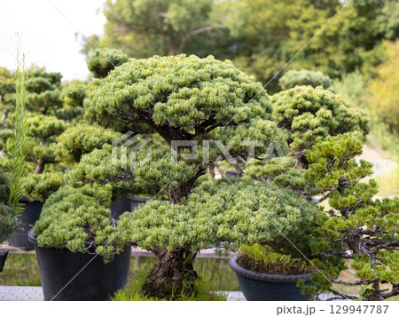 松の木の盆栽 129947787