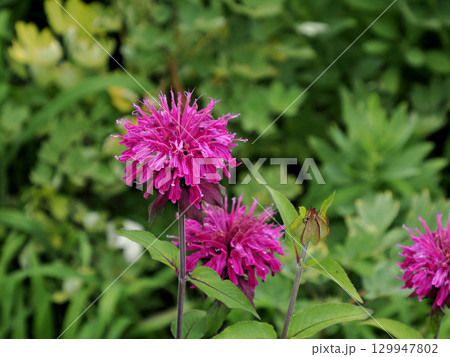 モナルダ・タイマツバナ 129947802