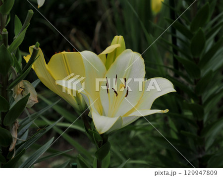 黄色いユリの花 129947809