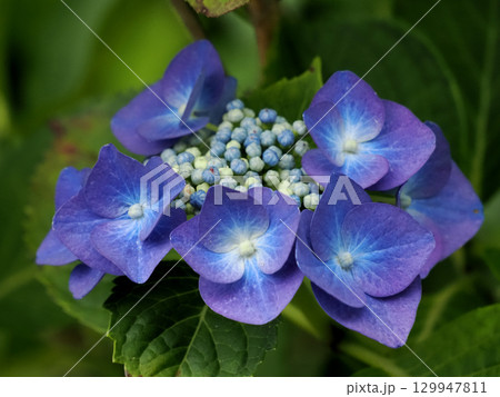 青いガクアジサイ 129947811