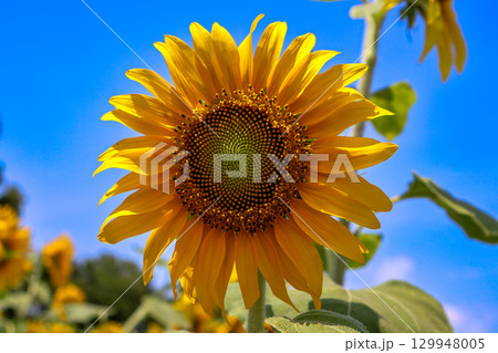 青空に向かって咲くひまわり 129948005