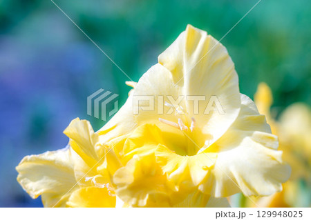 朝日に輝く黄色いグラジオラスの花 129948025