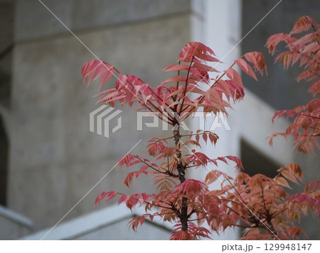 ピンクの葉っぱ　チャンチンの新芽	 129948147