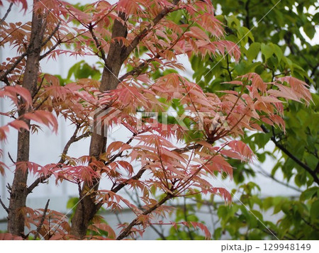 ピンクの葉っぱ チャンチンの新芽 ピンクの葉っぱ チャンチンの新芽 129948149