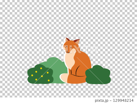 一隻紅狐狸坐在灌木叢旁 129948214