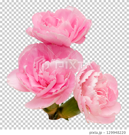 透明背景前粉紅康乃馨的特寫 129948220