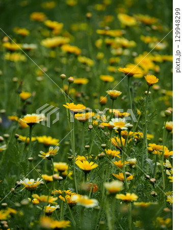 シュンギク(春菊) シュンギク(春菊) 129948299