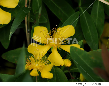 ビヨウヤナギ（未央柳・美容柳） 129948306