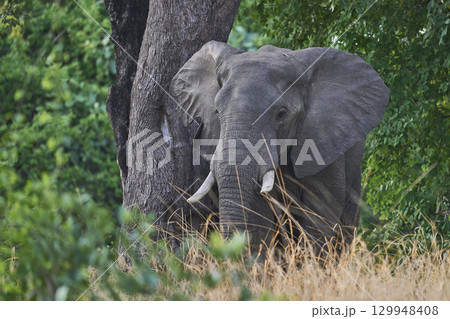 African Elephant in South Luangwa National Park African Elephant in South Luangwa National Park 129948408