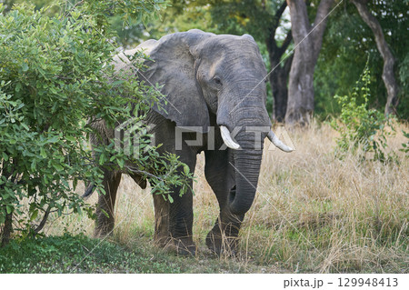 African Elephant in South Luangwa National Park 129948413