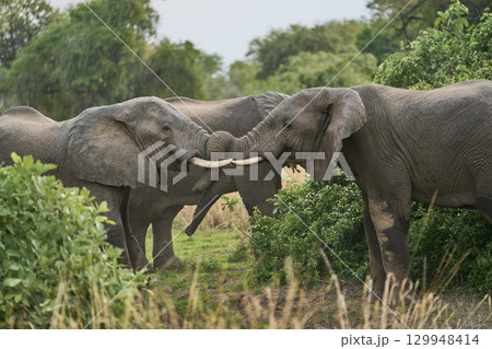 African Elephant in South Luangwa National Park 129948414