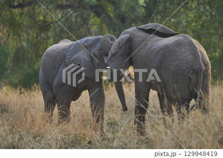African Elephant in South Luangwa National Park 129948419