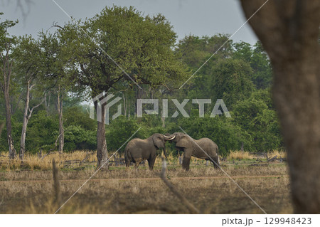 African Elephant in South Luangwa National Park 129948423