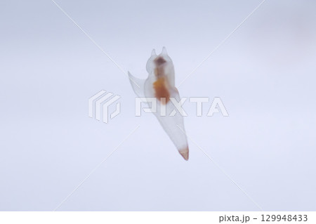 海の妖精クリオネ 129948433