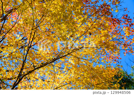 色づくもみじと秋の自然風景 129948506