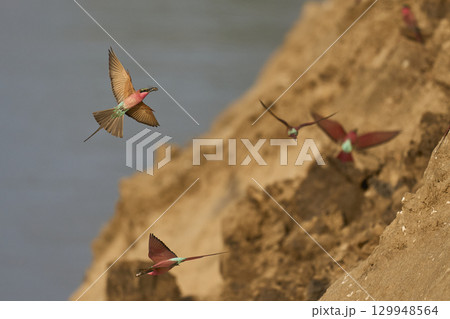 Colony of Southern Carmine Bee-eater Colony of Southern Carmine Bee-eater 129948564