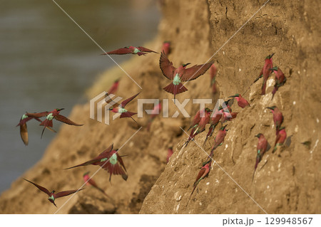 Colony of Southern Carmine Bee-eater Colony of Southern Carmine Bee-eater 129948567
