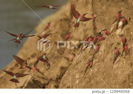 Colony of Southern Carmine Bee-eater Colony of Southern Carmine Bee-eater 129948568