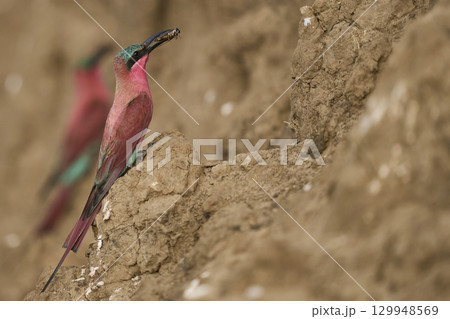 Colony of Southern Carmine Bee-eater 129948569