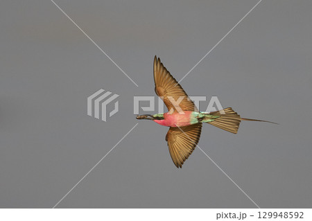 Southern Carmine Bee-eater in flight hunting insects 129948592
