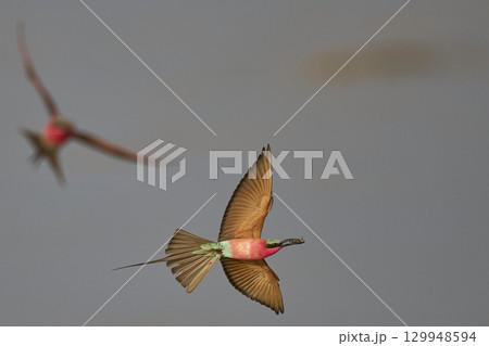 Southern Carmine Bee-eater in flight hunting insects 129948594
