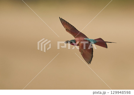 Southern Carmine Bee-eater in flight hunting insects 129948598