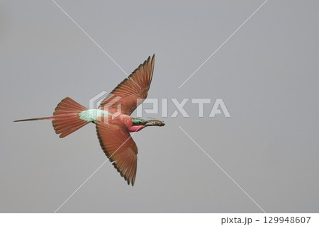 Southern Carmine Bee-eater in flight hunting insects Southern Carmine Bee-eater in flight hunting insects 129948607