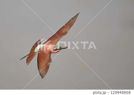 Southern Carmine Bee-eater in flight hunting insects 129948608